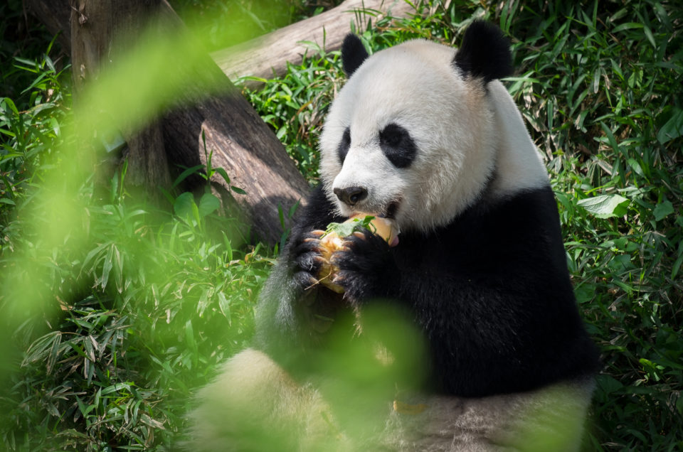 Pandas at the Smithsonian National Zoo