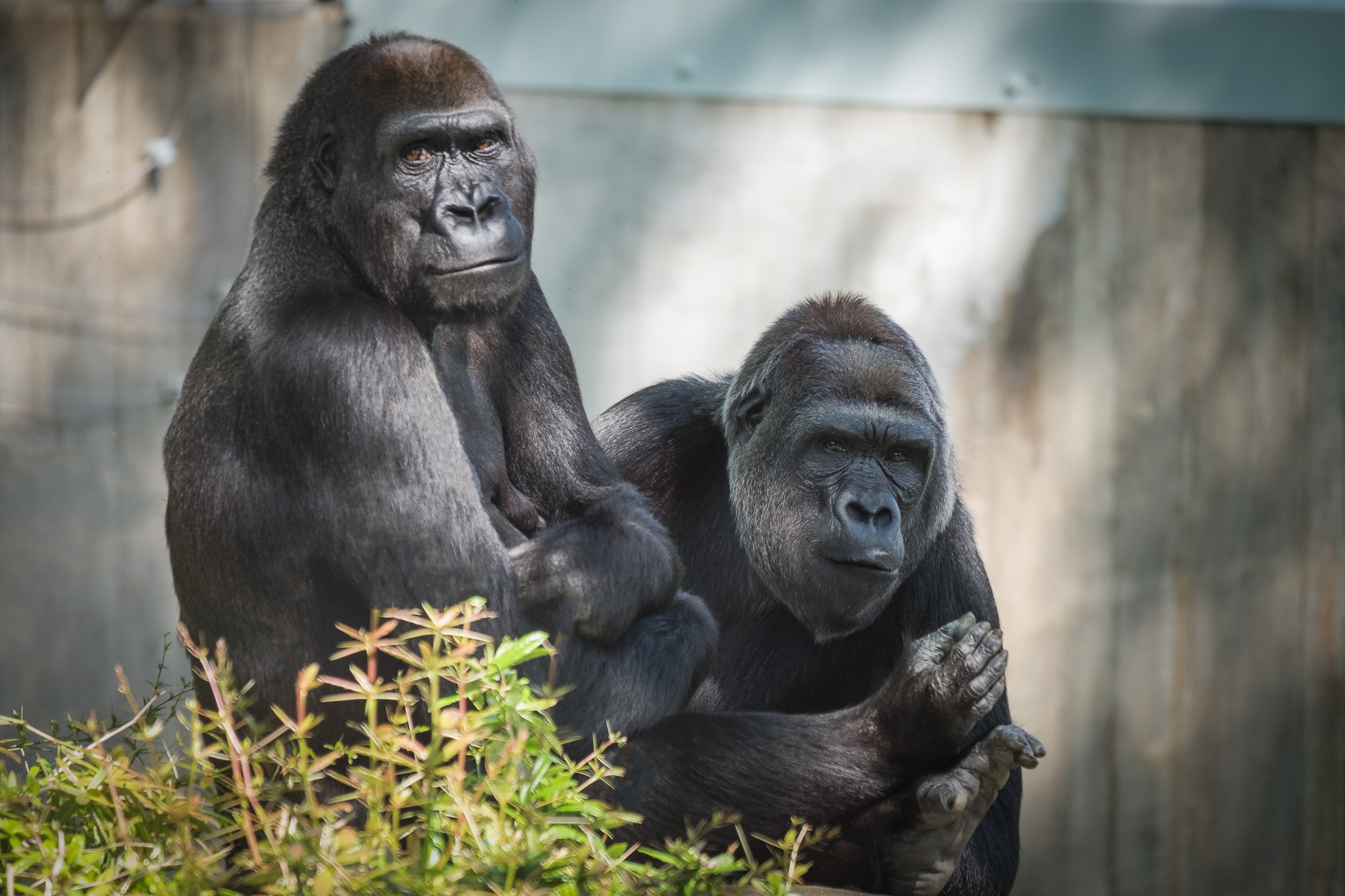 Gorillas