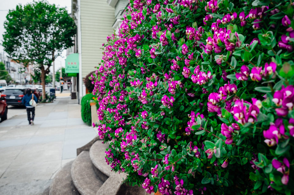 San Francisco Landscaping
